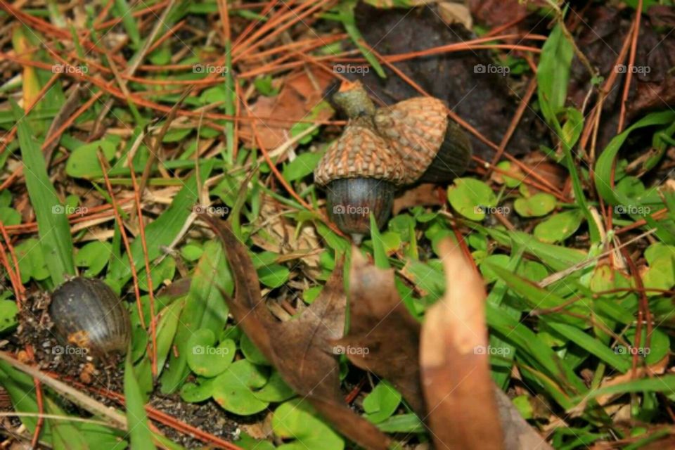 Acorns. A sign of Fall.