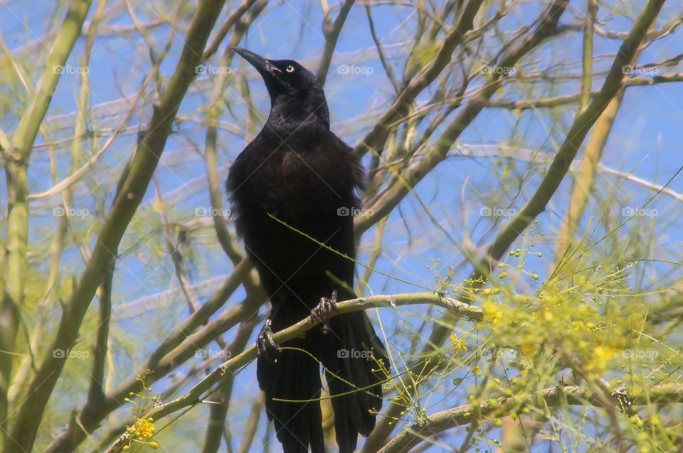 Male Grackle on Flowering Tree
