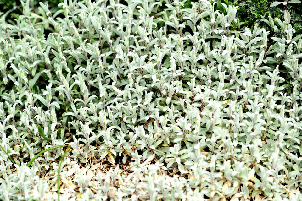 fullframe background of mouse-ear chickweed plant