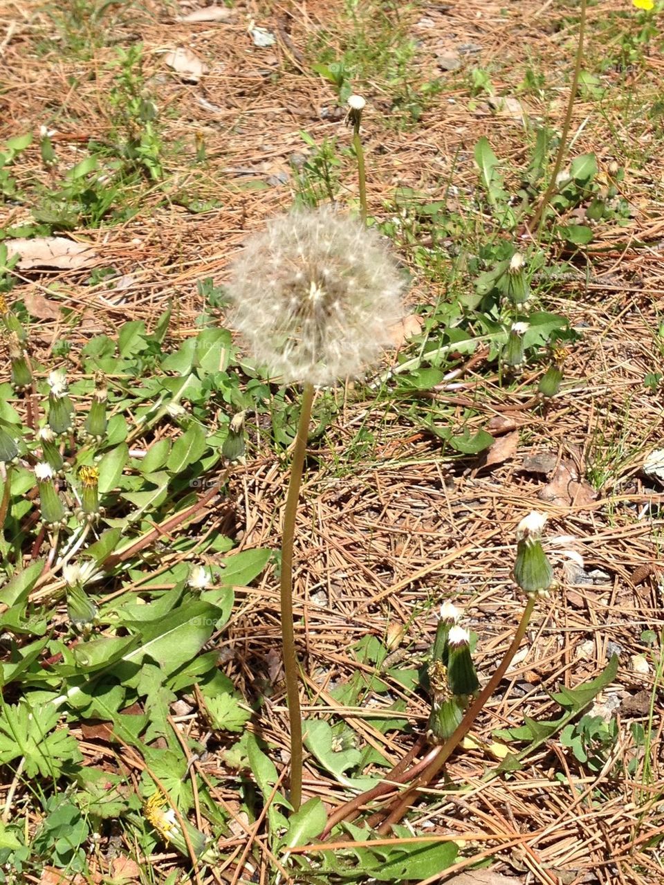 Dandelion 