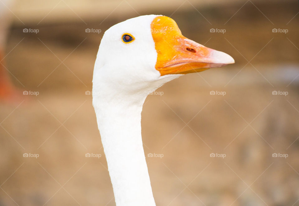 duck closeup