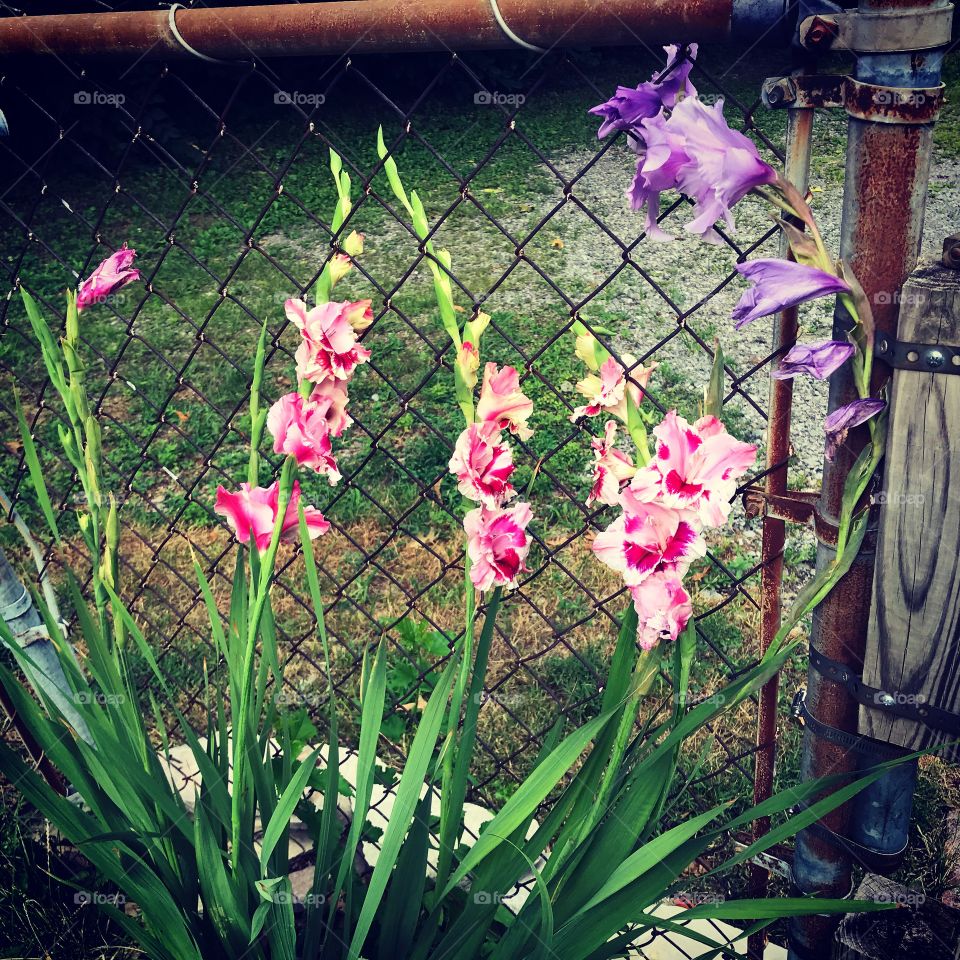 Gladiolus purple and pink blooming on fence 