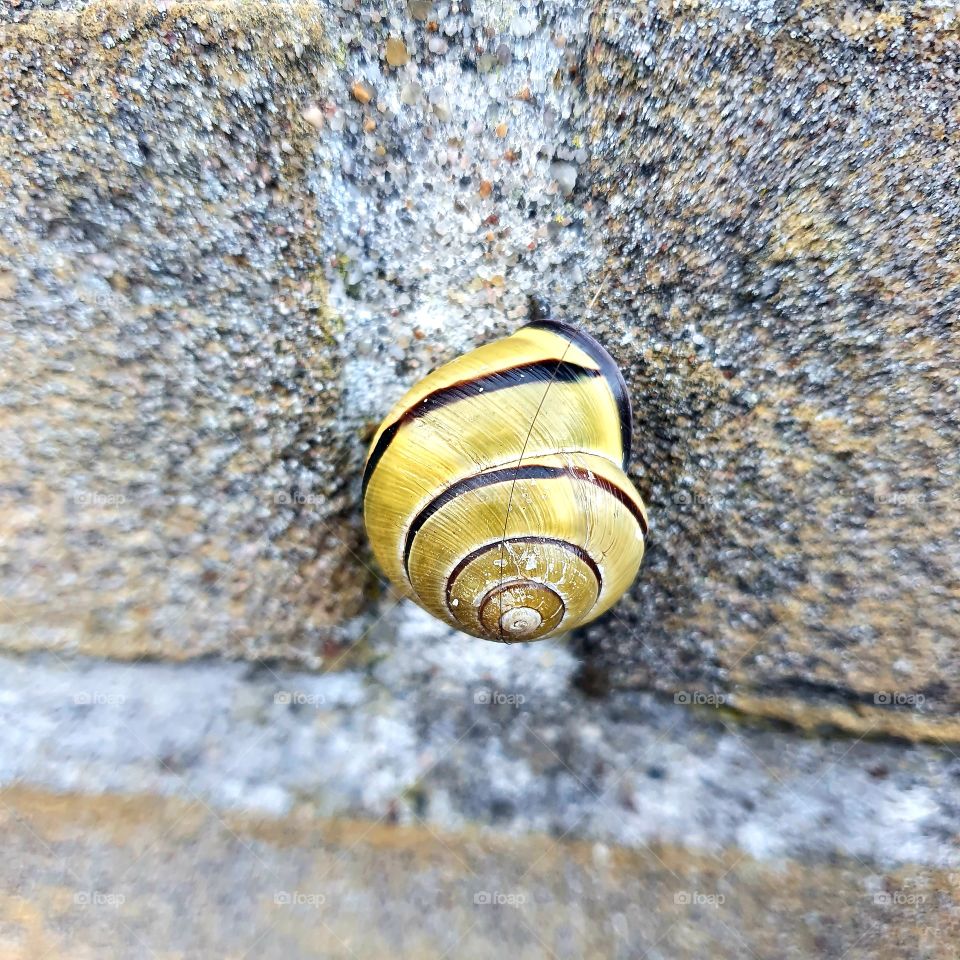 A snail on the wall, outside.