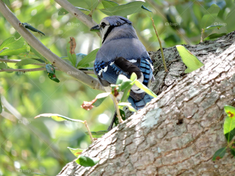 Contemplation. Blue Jay with back to camera showing brilliant plumage.Head turned to side appearing contemplative 