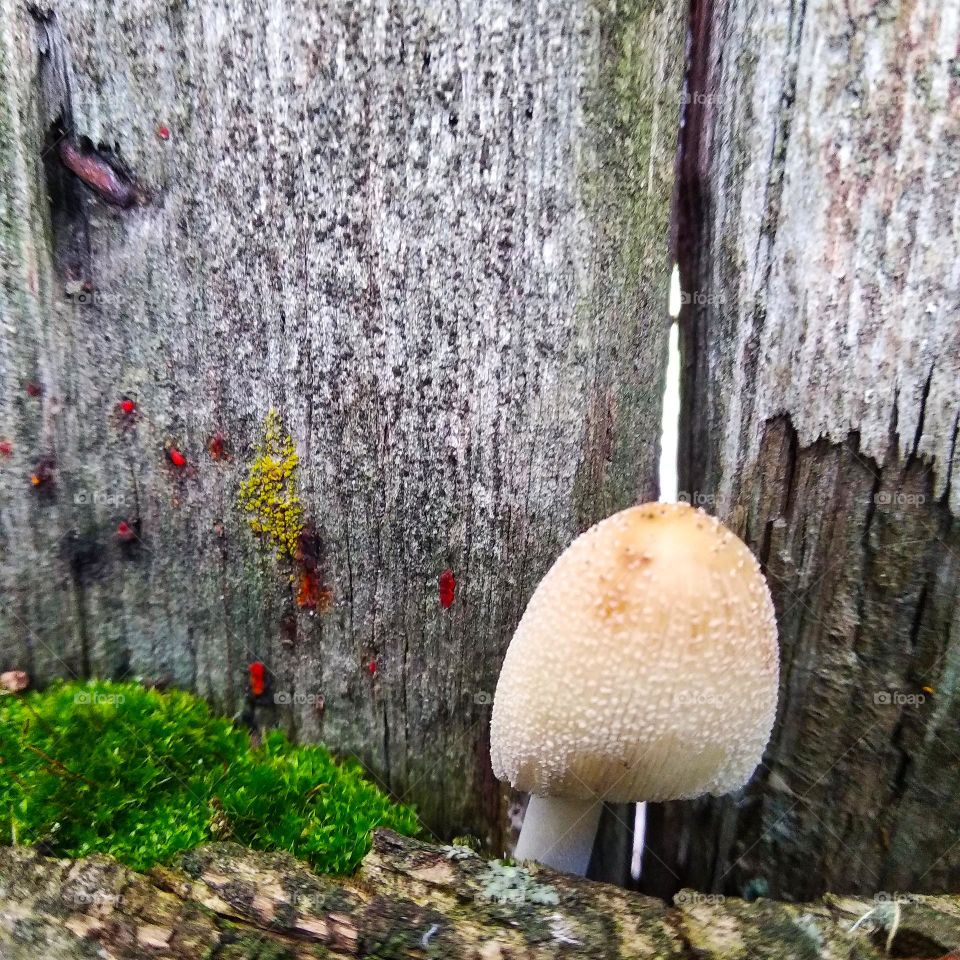 A small mushroom on an old fence.