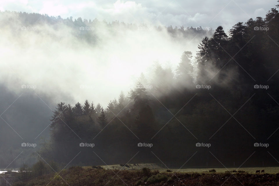 trees fog coast pacific by mmcook
