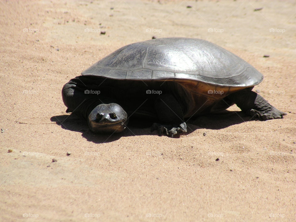 A wild long next tortoise crossing a dirt road.