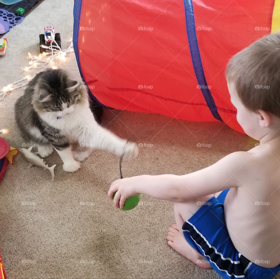 kitty playtime