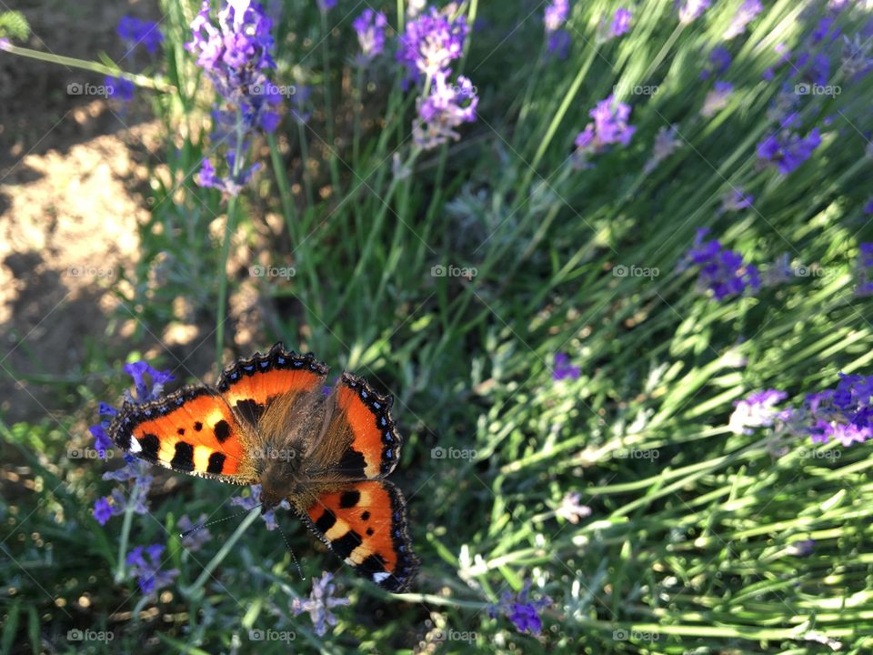 black-orange butterfly on lavender flowers