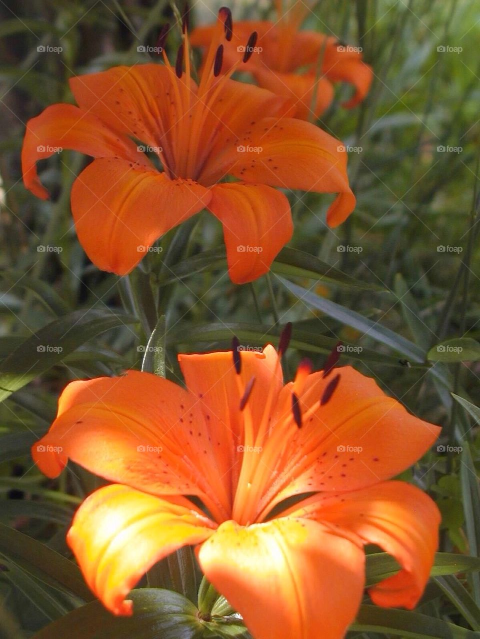 Tiger Lillies