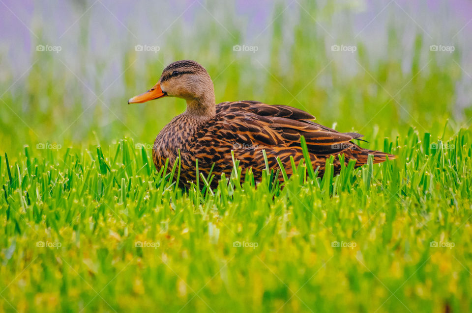 Brown duck rests on green grass
