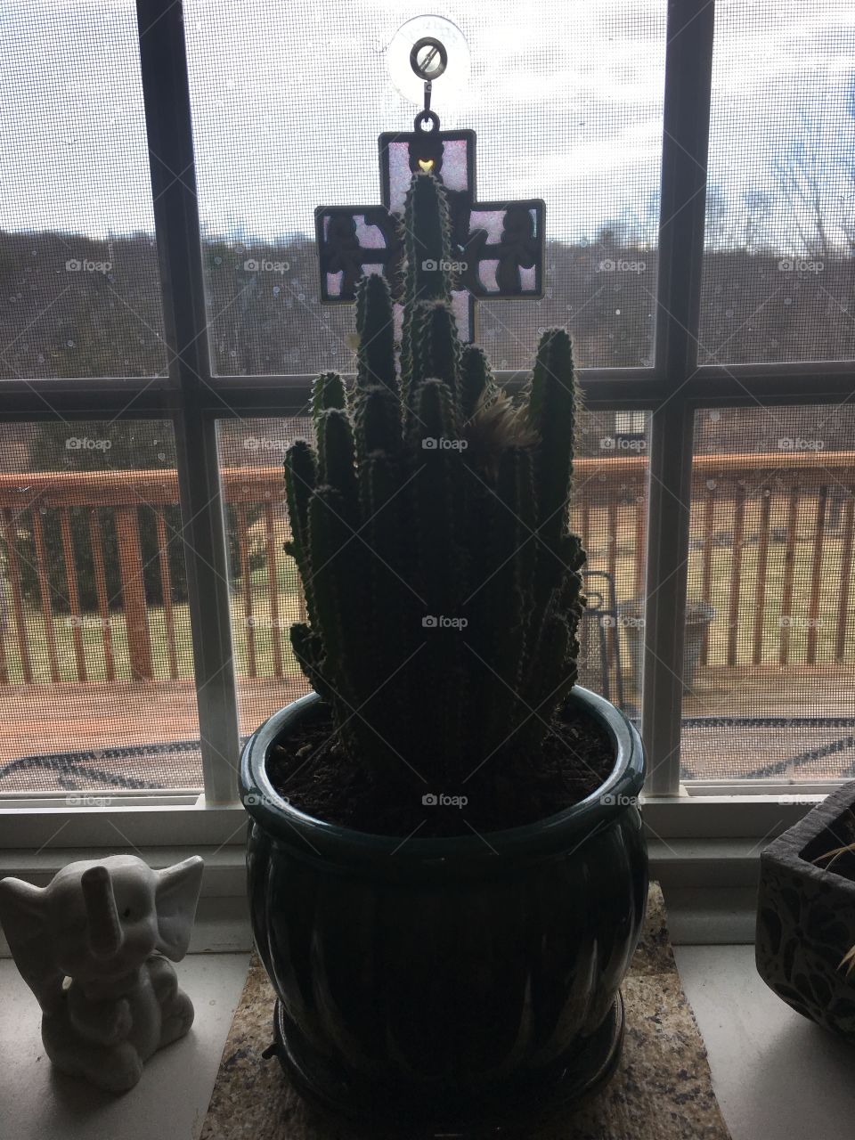 Cactus in the window 