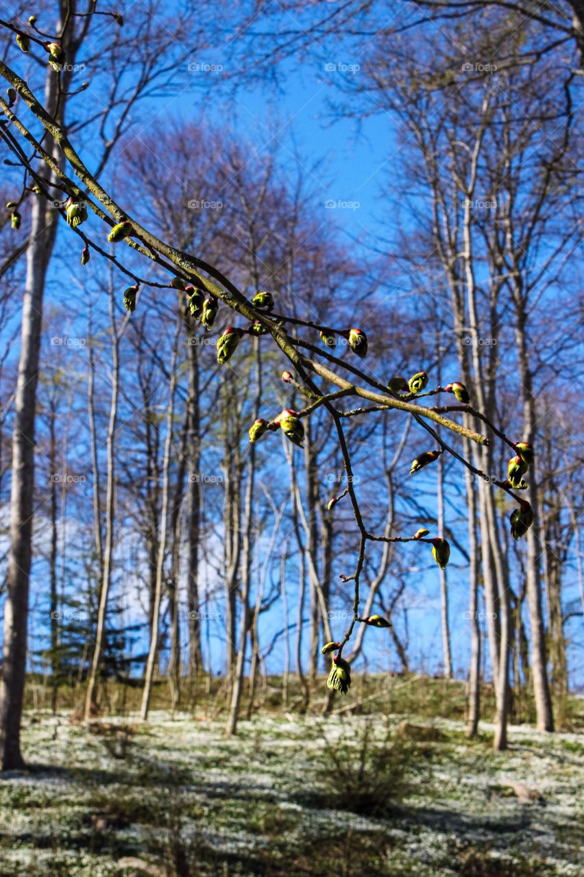 The beautiful forest.