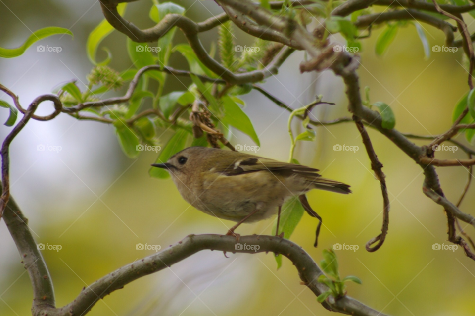 nature tree bird in tree goldcrest by SirBluto