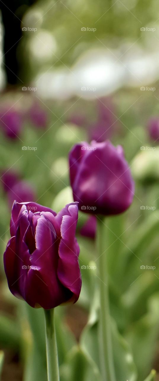 A closeup of a purple tulip.