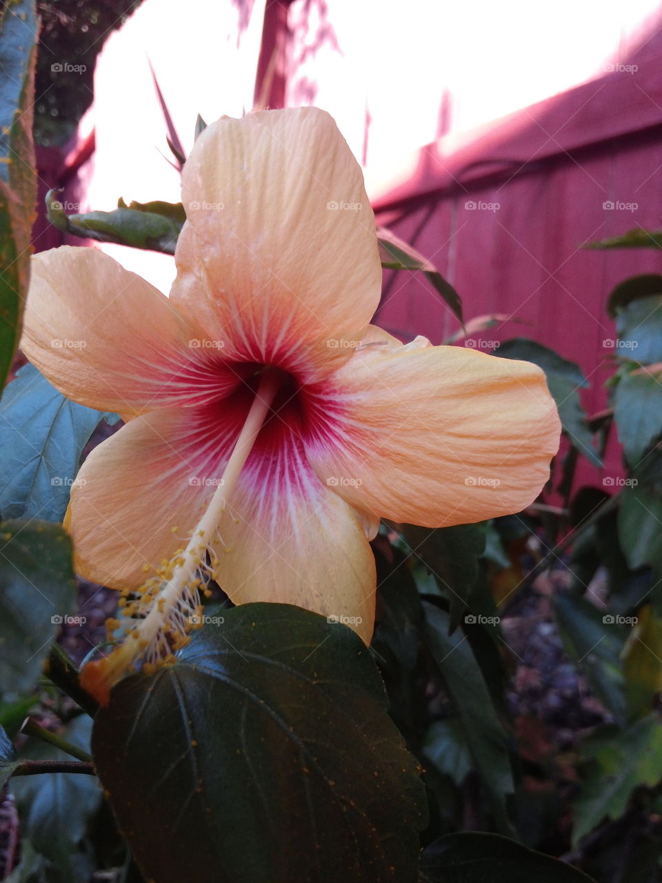 Hibiscus