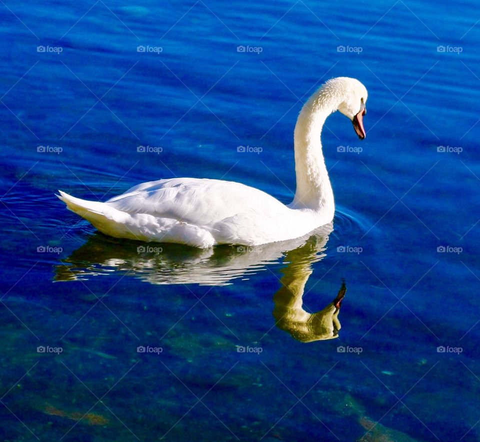 Swan glides across water with vivid reflection 