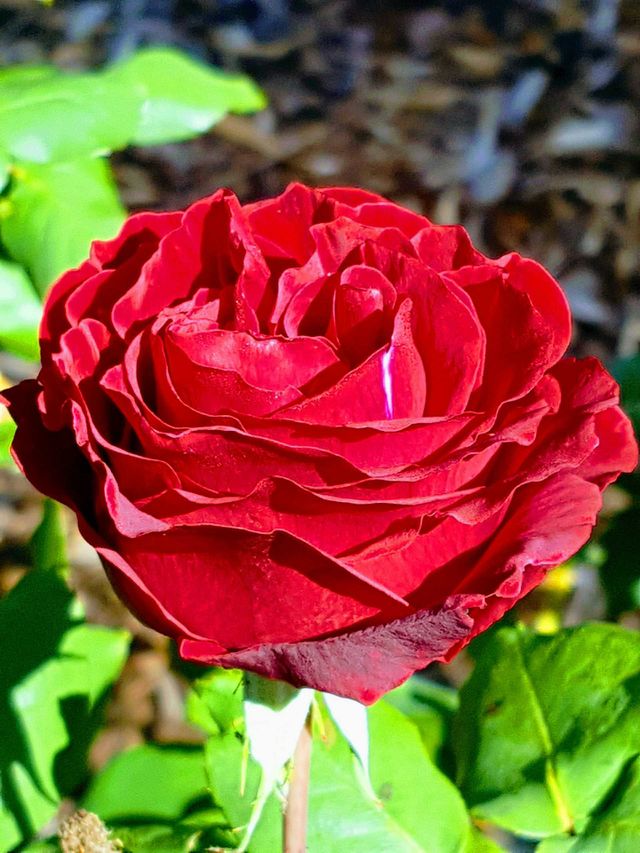 Rose Red