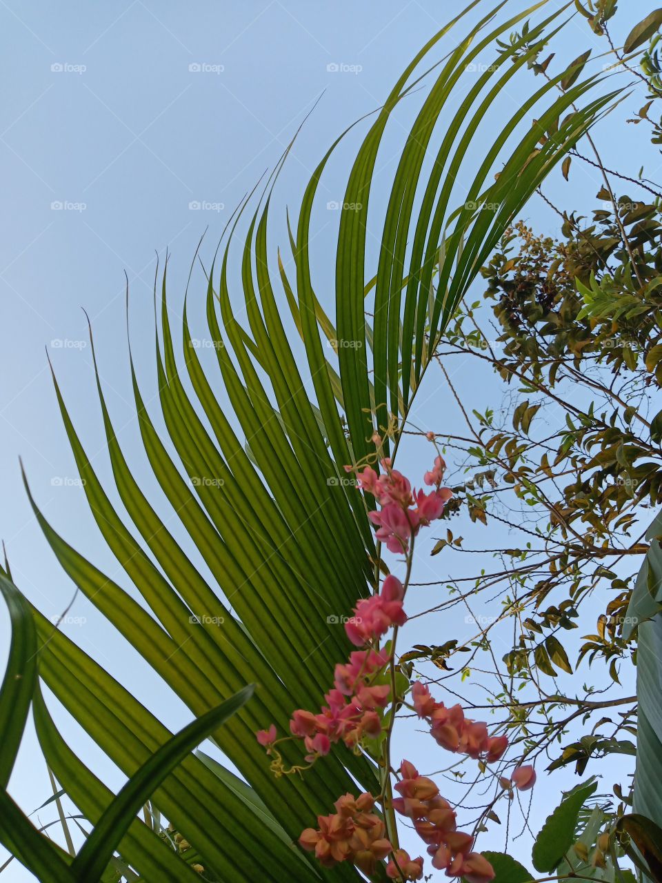 wings of palm in pink array