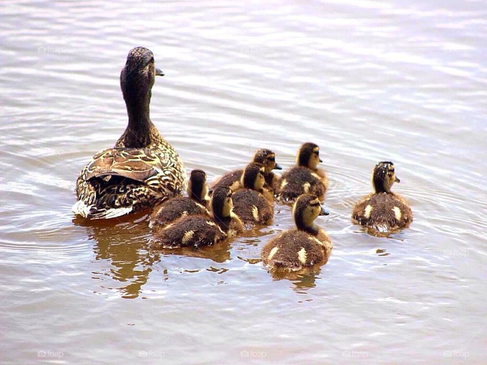 Mommy and Ducklings