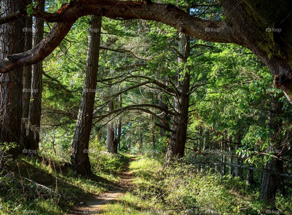 Trees form a covering over forest path 
