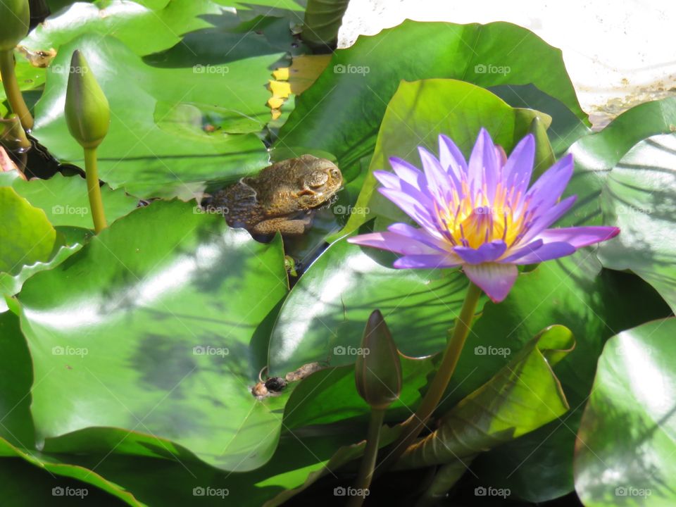 Frog with flower