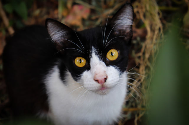 Gato.