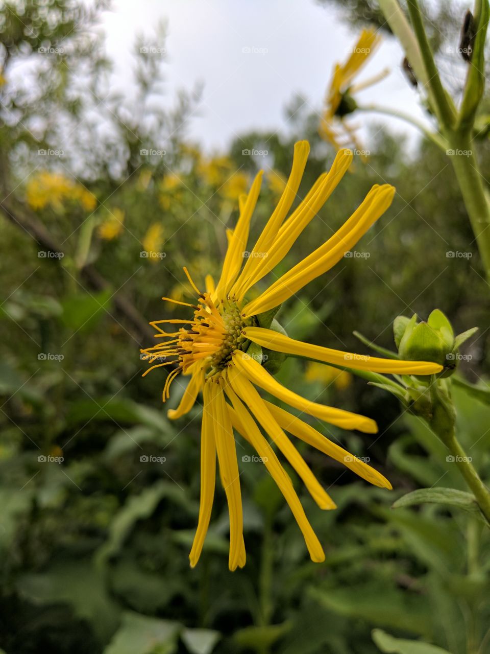 interesting type of sunflower