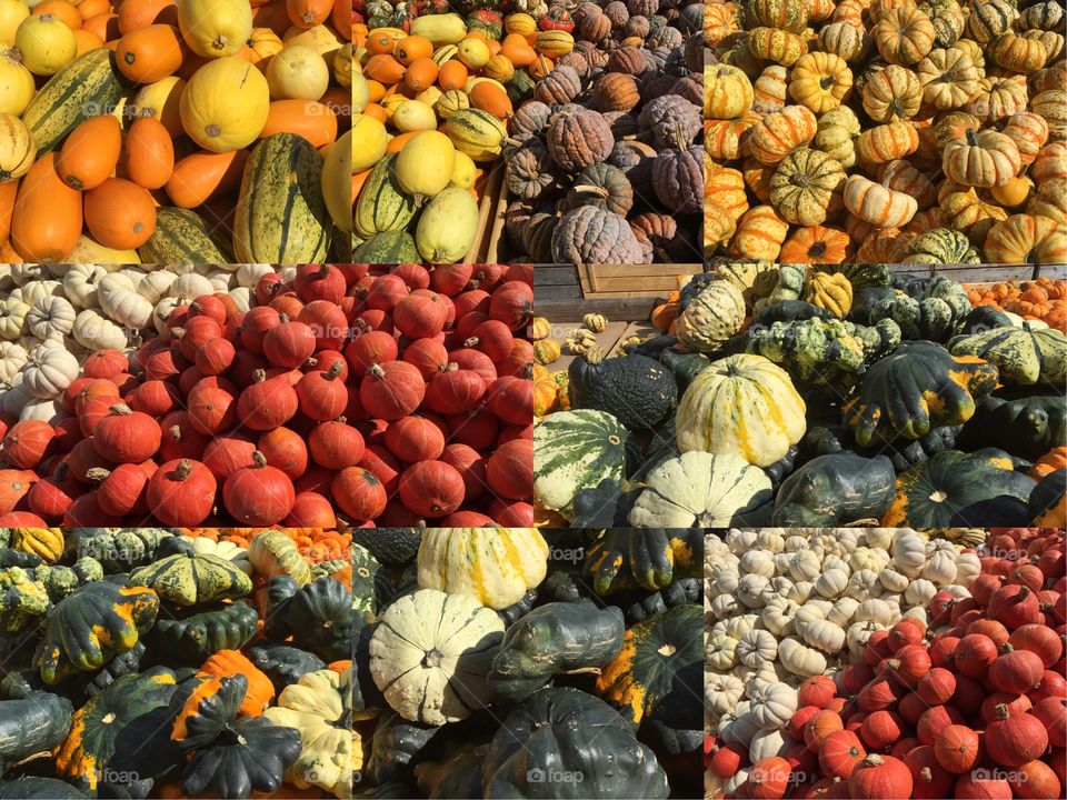 Pumpkins. Pumpkins & Pumpkins. Delicious autumn time with pumpkin soup, pumpkin pie and pumpkins to decorate the whole Apartment.