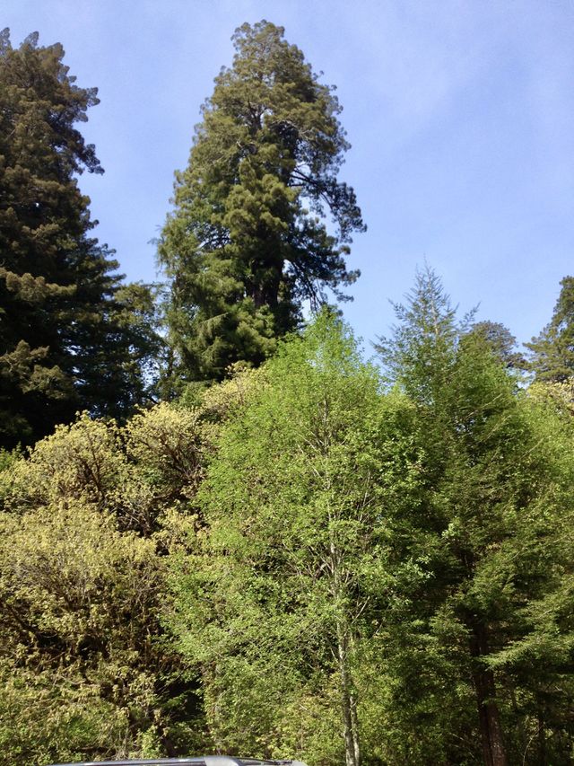 Tall trees and taller Redwood trees