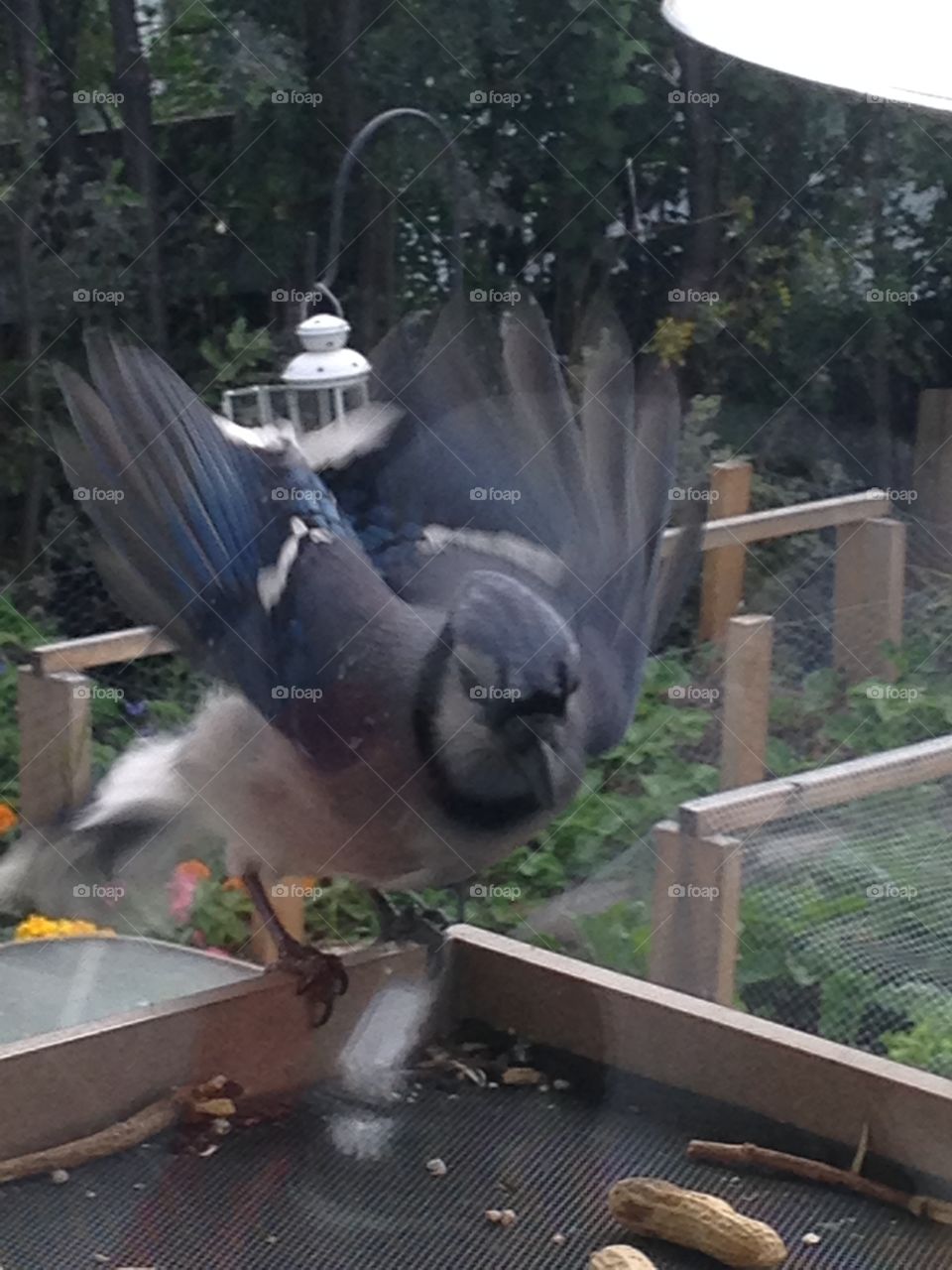 Beautiful bluejay