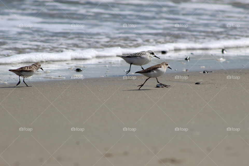 A group of sand plovers running and feeding on the beach in Wells Maine