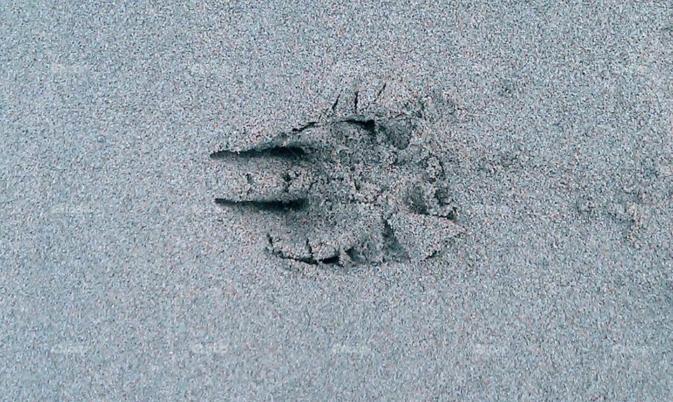 Paw Print in the Sand