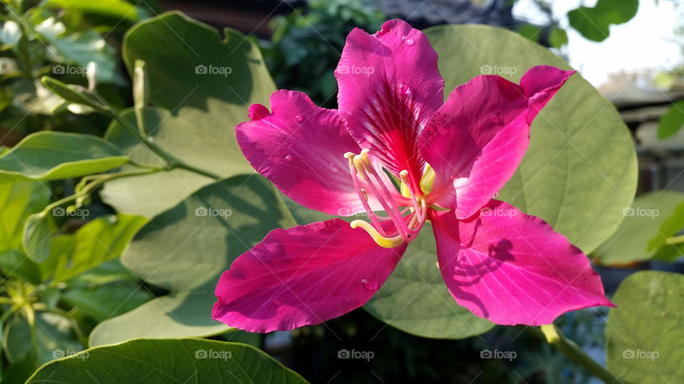 yellow pollen of pink flower is so nice