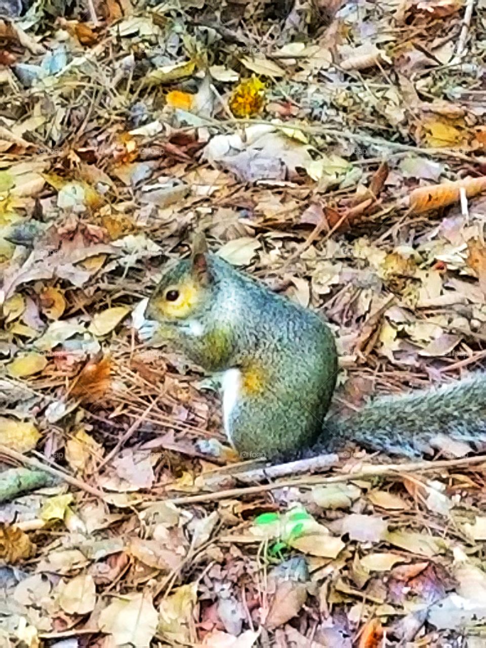 Squirrel Eating