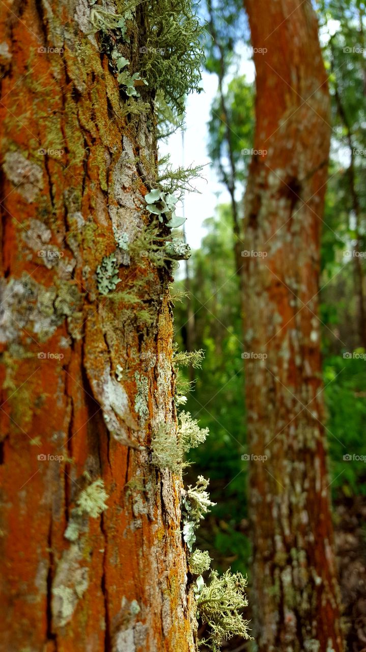perfection of fungi, with the harmony of natures.