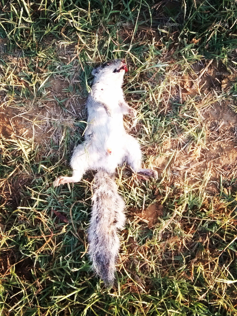 dead squirrel