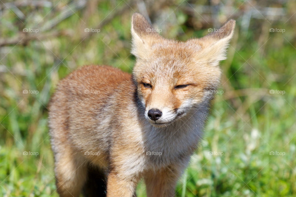 Close-up of a fox cub