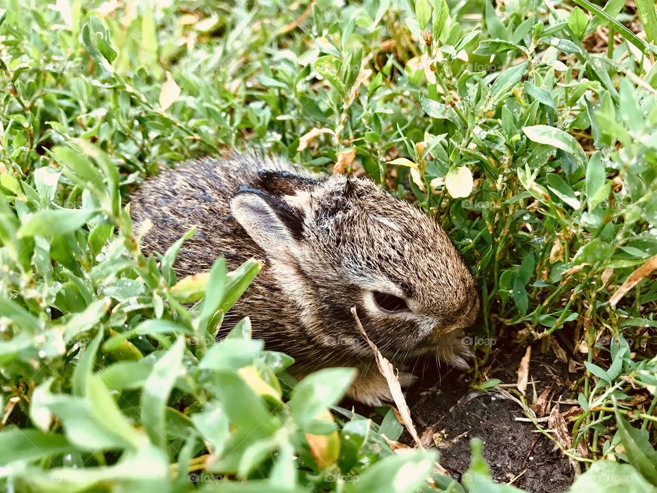 A baby bunny hiding in the tall grass. Later the bunny was named Thumper and taken to a local rescue. 