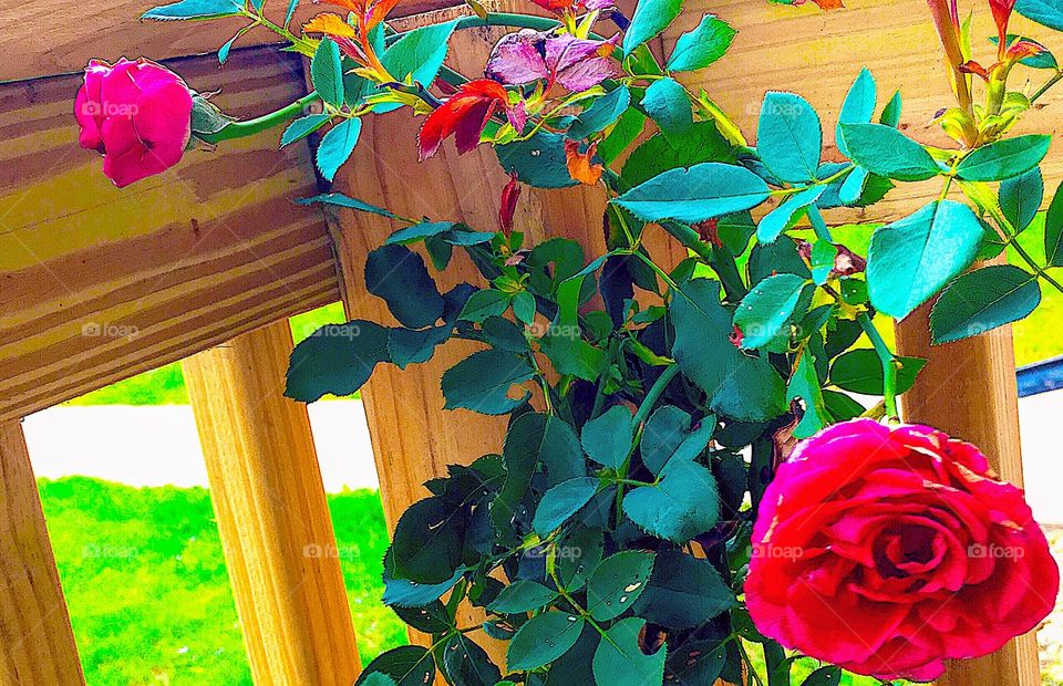Roses in October with green leaves against new wood deck and bright green grass with sunlight in background