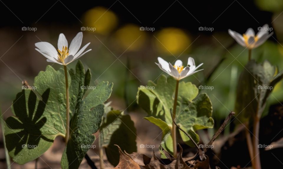 Spring bloodroot blooming 