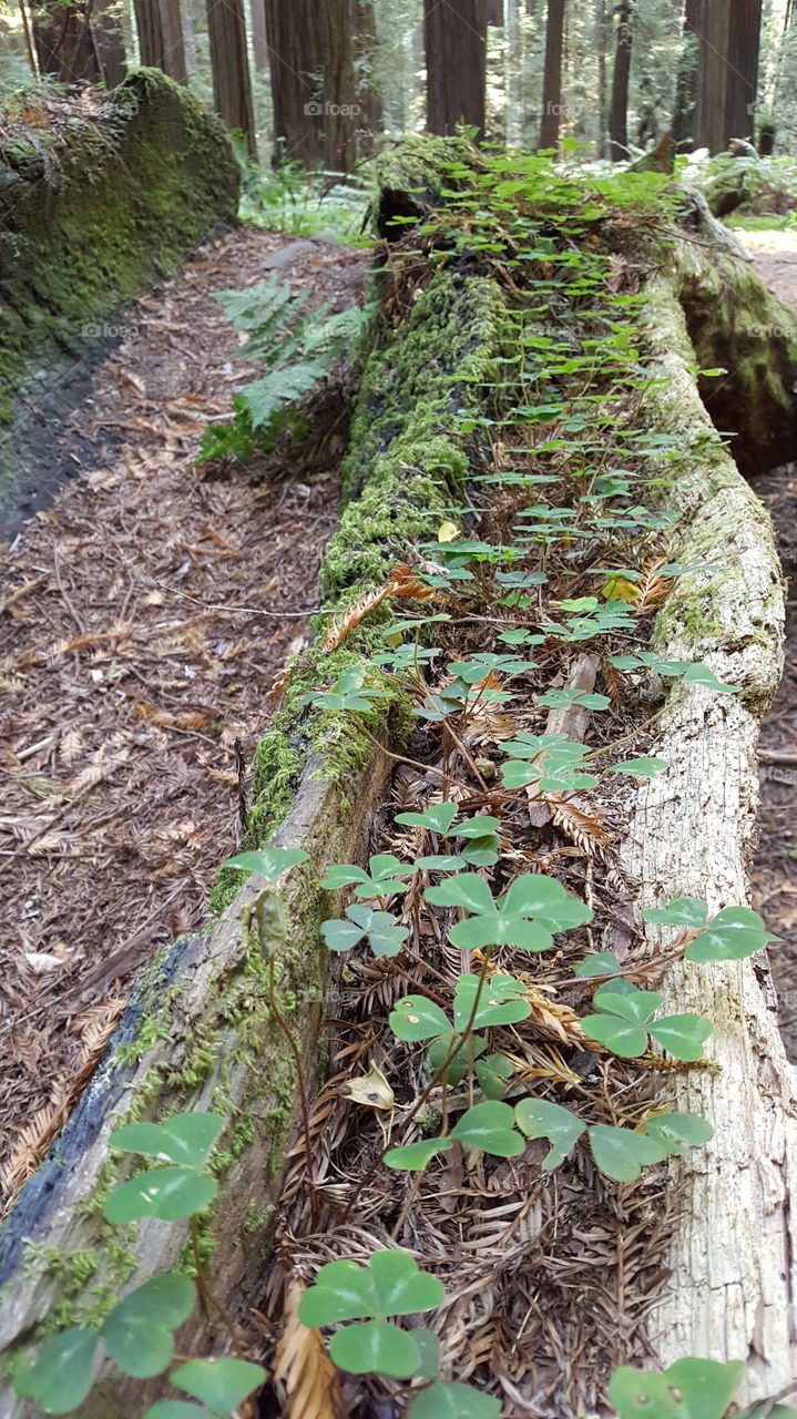 clovers on log