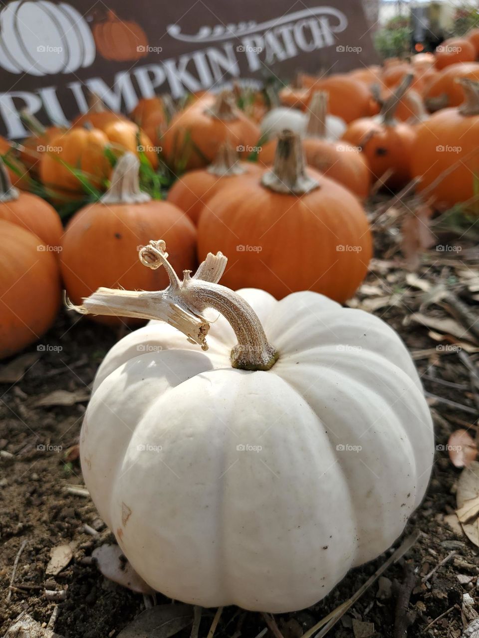 Pumpkin patch