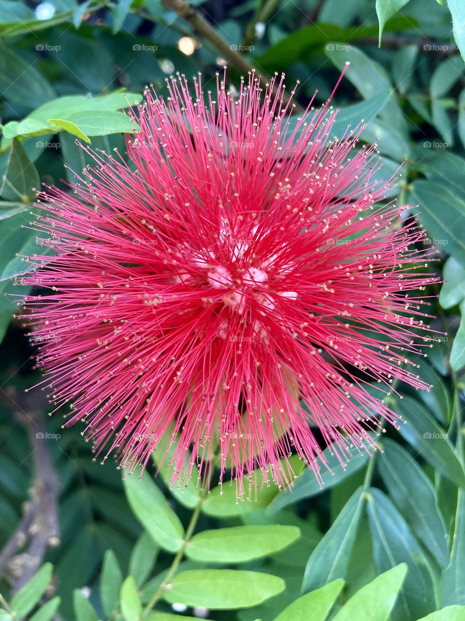 🌹 🇺🇸 Very beautiful flowers to brighten our day.  Live nature and its beauty. Did you like the delicate petals? / 🇧🇷 Flores muito bonitas para alegrar nosso dia. Viva a natureza e sua beleza. Gostaram das pétalas delicadas? 