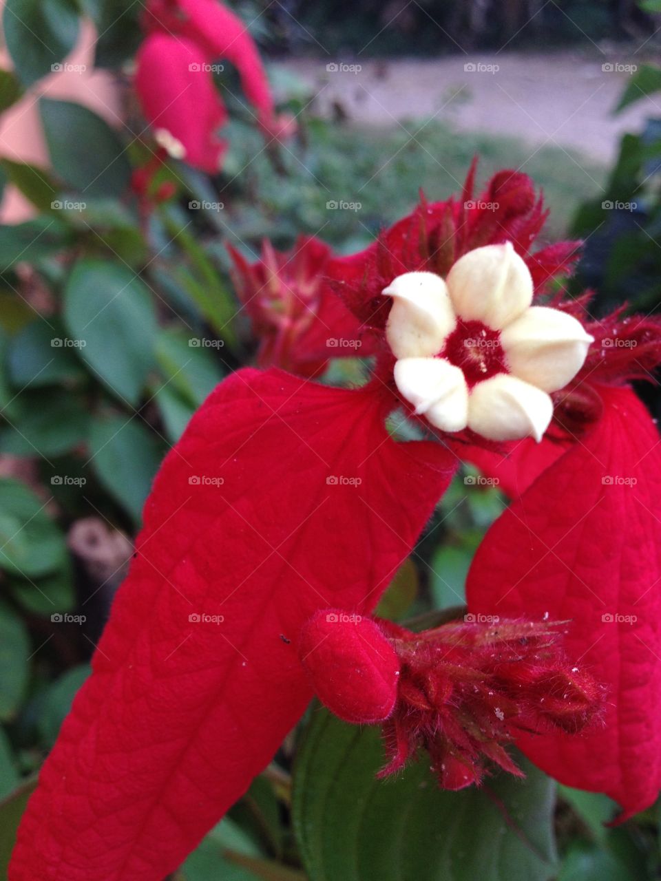 Flowers. White and red