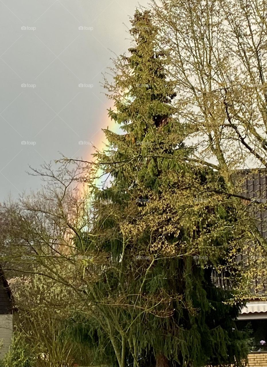Ein Teil des Regenbogens scheint hinter der Tanne hervor/ Part of the rainbow shines out from behind the fir tree