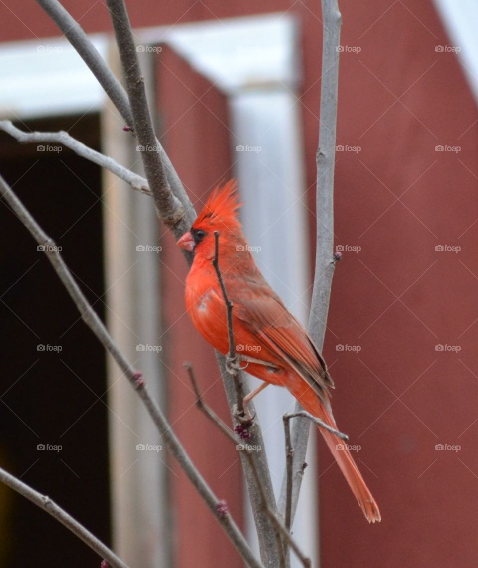 cardinal