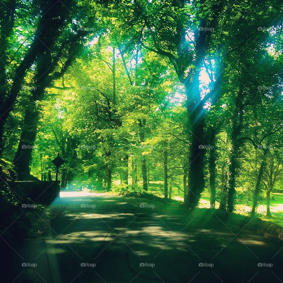 Sunlight Through the Trees 