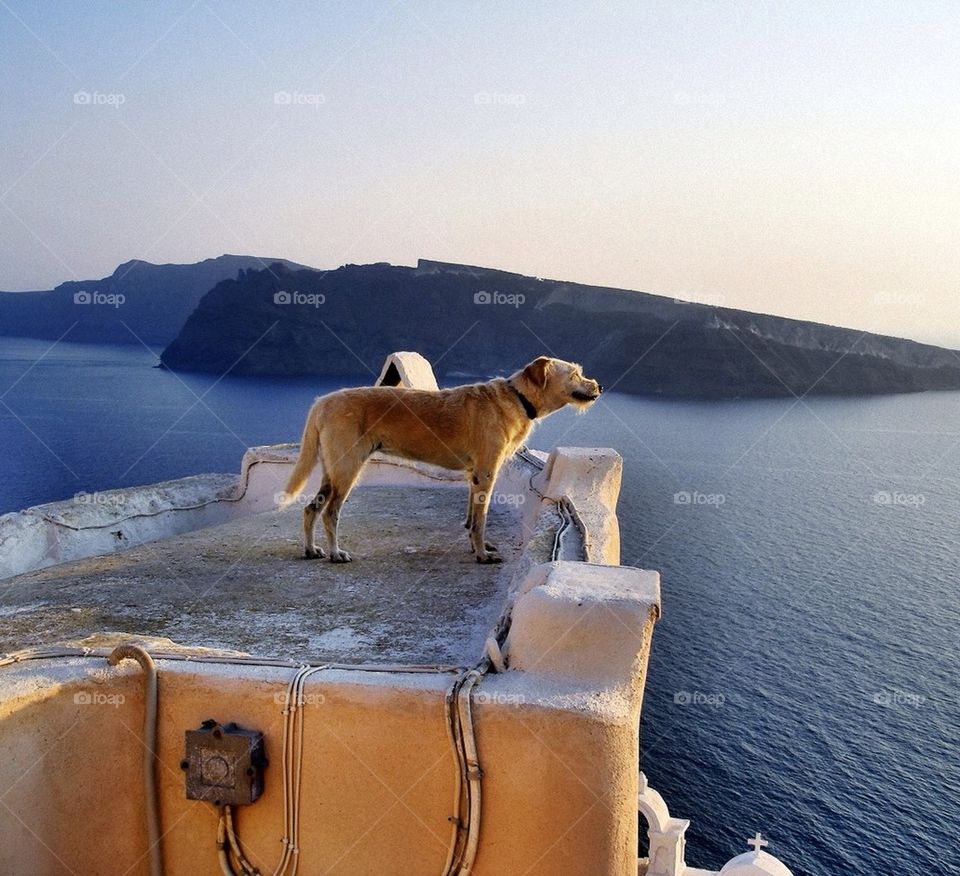 Even dogs enjoy Santorini...