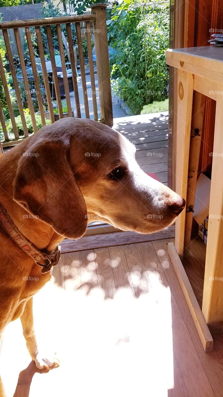 Dogs of the USA! Vizshla!